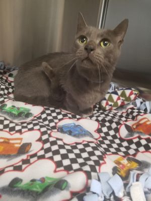 Oreck, Adult Male Domestic Short Hair