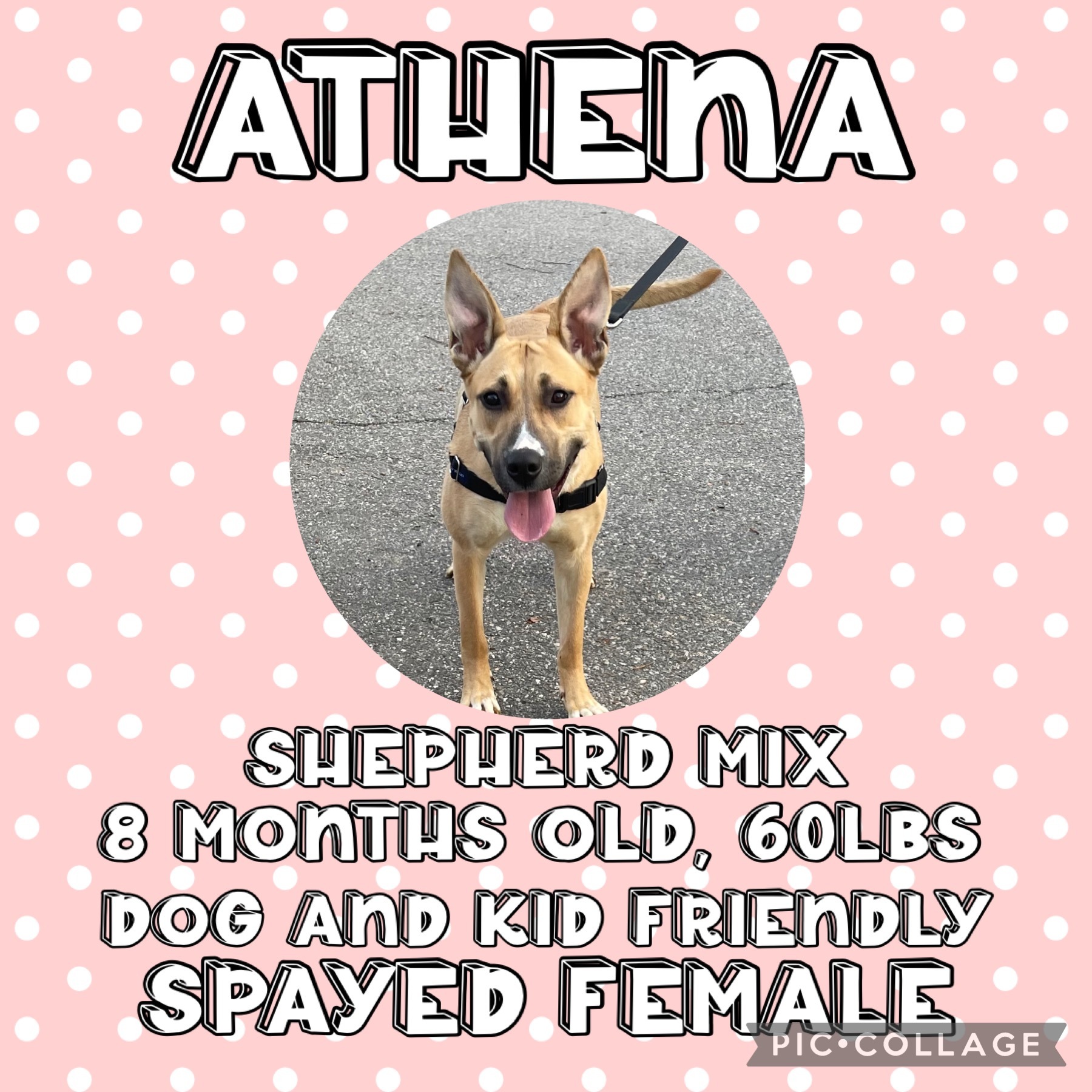 Athena