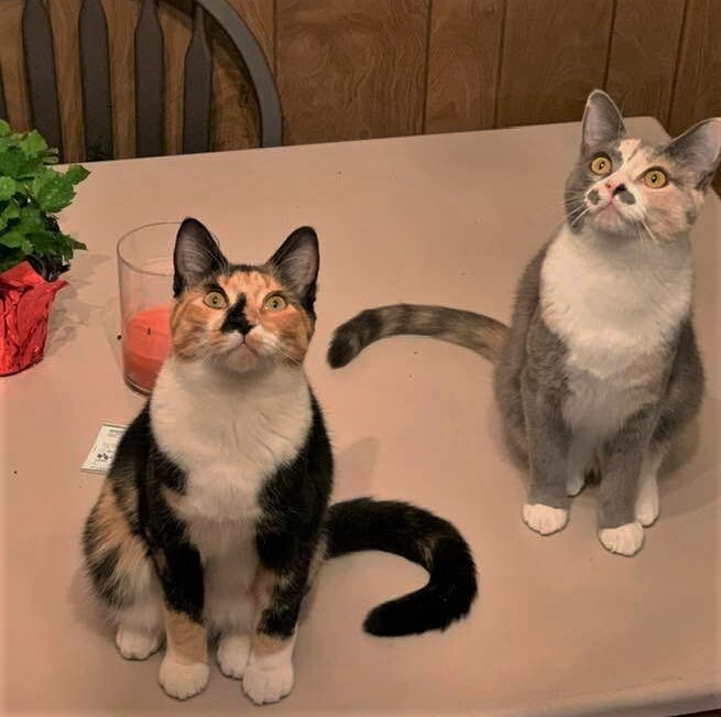 Sookie and Lorelei, an adopted Calico & Domestic Short Hair Mix in Culpeper, VA_image-4