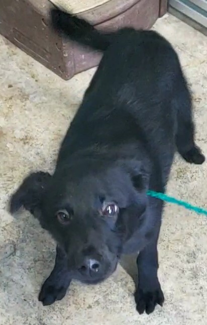 chow chow border collie mix