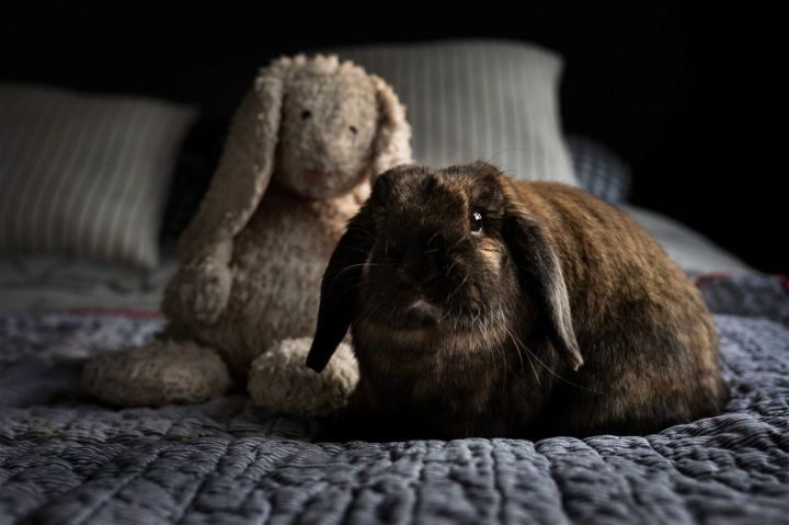 Titan, an adoptable Holland Lop in Portland, OR_image-1