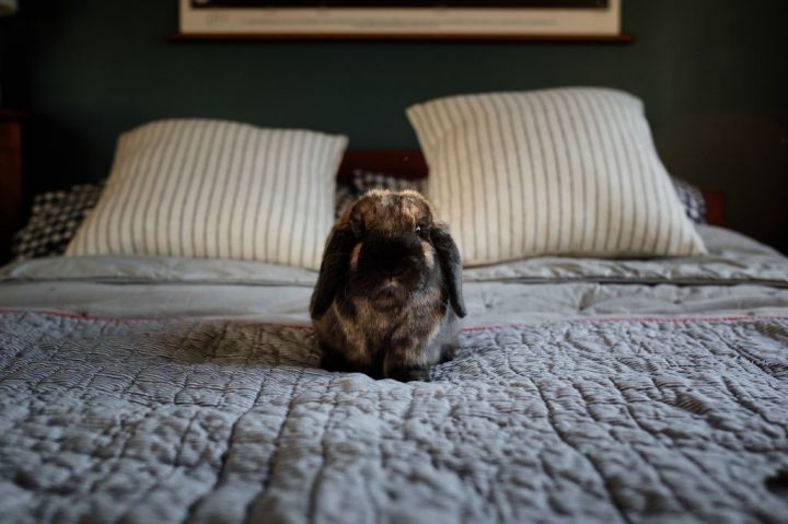 Titan, an adoptable Holland Lop in Portland, OR_image-3