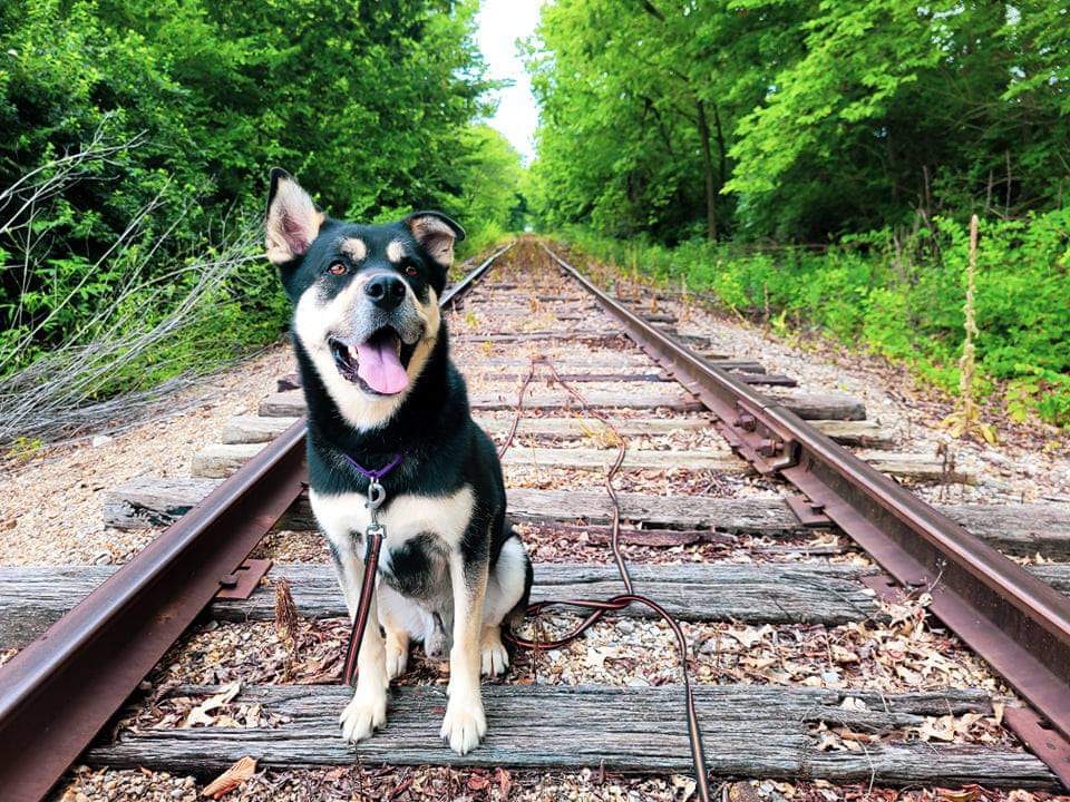 Balto, an adoptable Shepherd, Husky in Lenexa, KS, 66215 | Photo Image 2