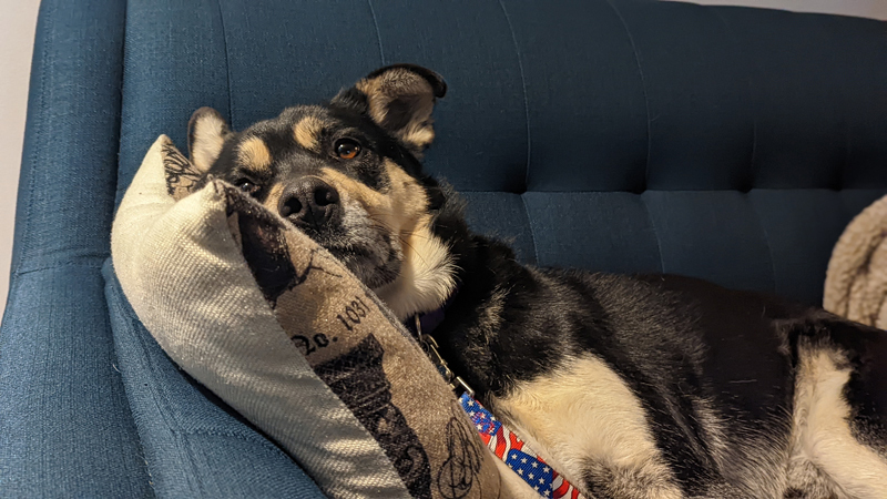 Balto, an adoptable Shepherd, Husky in Lenexa, KS, 66215 | Photo Image 3