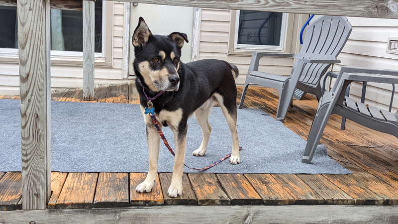 Balto, an adoptable Shepherd, Husky in Lenexa, KS, 66215 | Photo Image 4