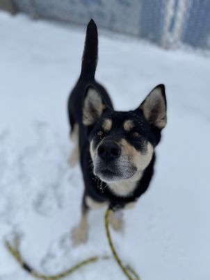 Balto, an adoptable Shepherd, Husky in Lenexa, KS, 66215 | Photo Image 5