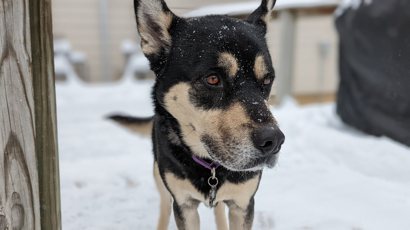 Balto, an adoptable Shepherd, Husky in Lenexa, KS, 66215 | Photo Image 6