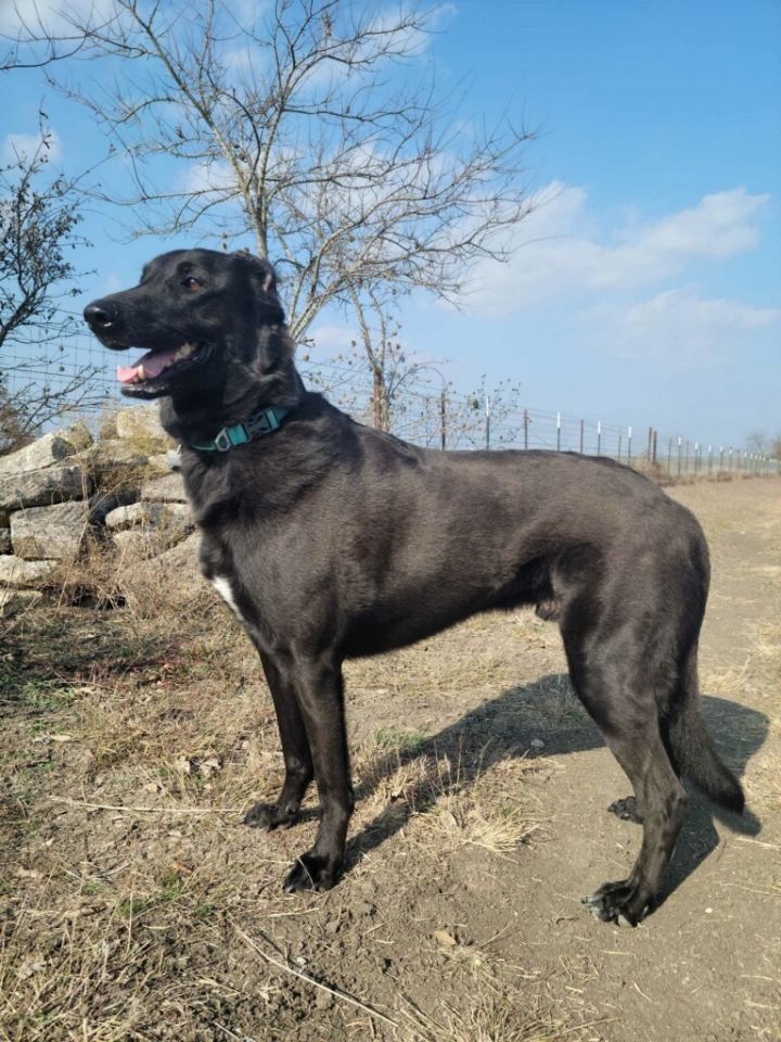 Black lab and hot sale great pyrenees mix