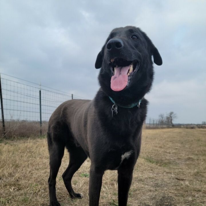 Lab store pyrenees dog