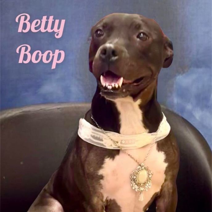 BETTY BOOP, an adoptable Pit Bull Terrier Mix in Madisonville, LA_image-4