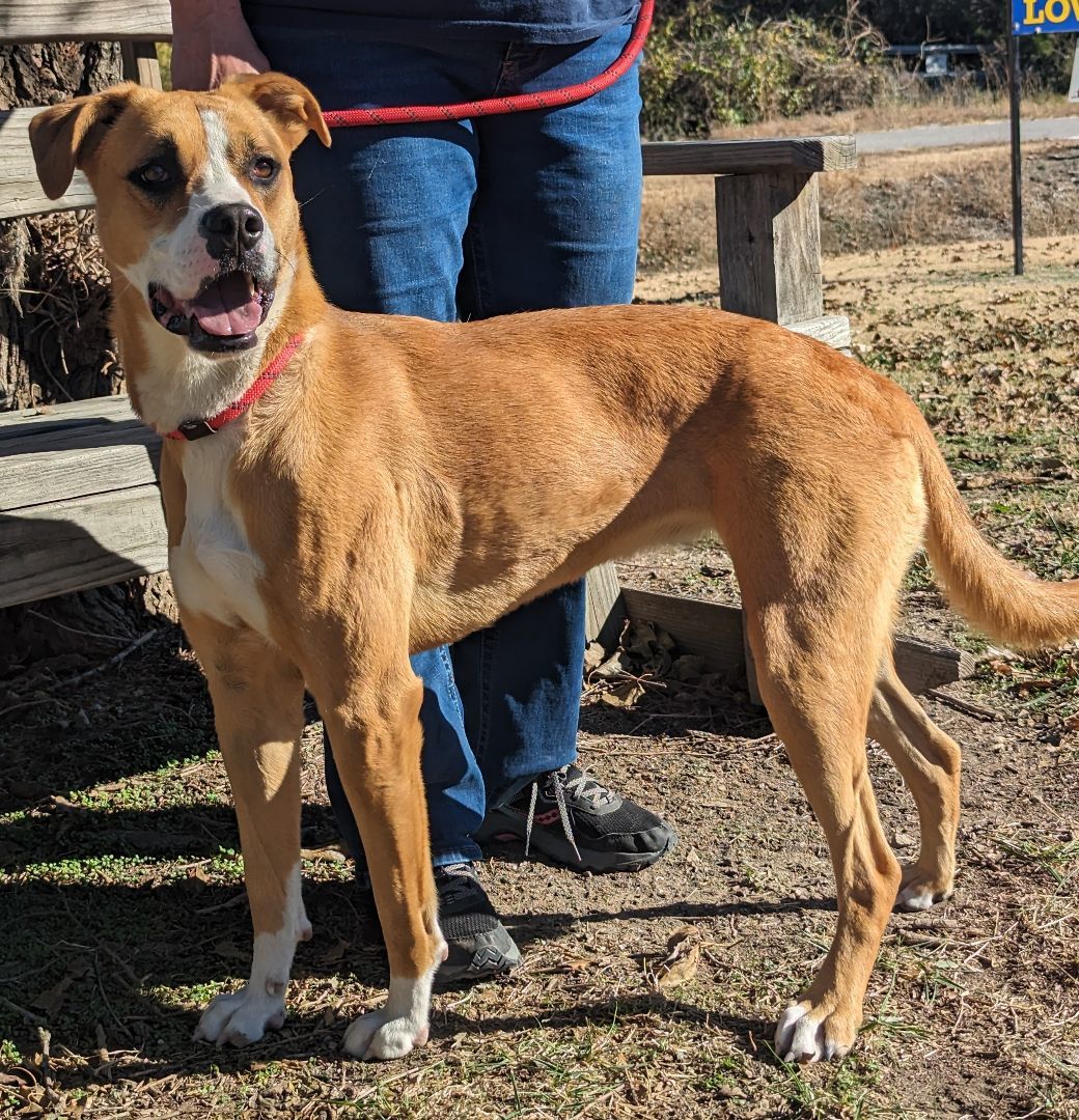 Misty, an adoptable Boxer in Parsons, KS, 67357 | Photo Image 1