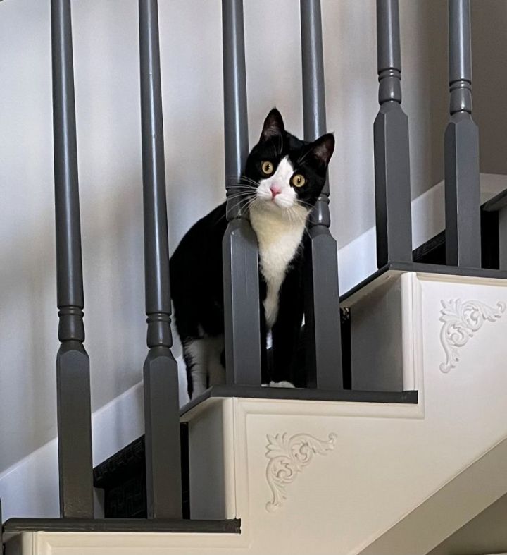 Oliver 4