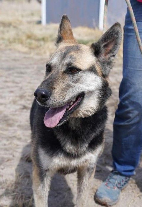Lulu, an adoptable German Shepherd Dog in Fallon, NV, 89406 | Photo Image 2