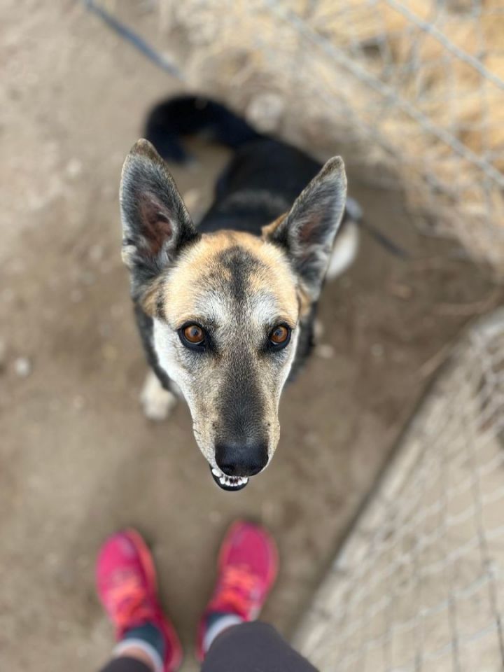 Dog for adoption Lulu, a German Shepherd Dog Mix in Fallon, NV Petfinder