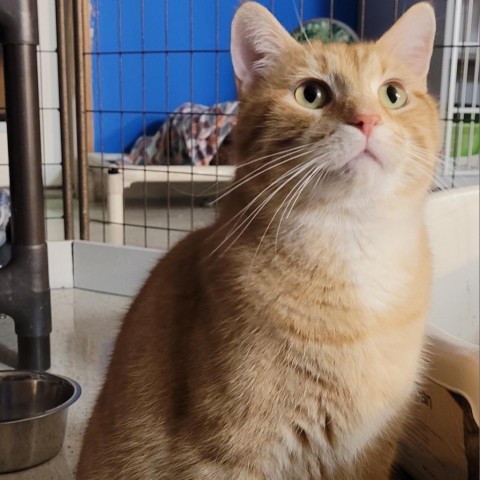 Vlad, an adoptable Domestic Short Hair in Milford, IA, 51351 | Photo Image 1