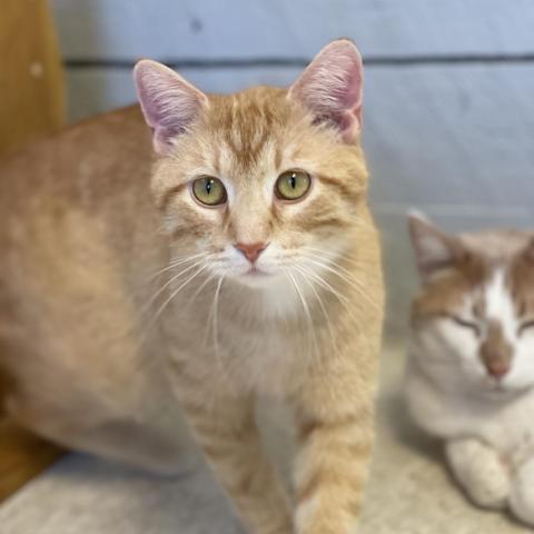 Vlad, an adoptable Domestic Short Hair in Milford, IA, 51351 | Photo Image 2