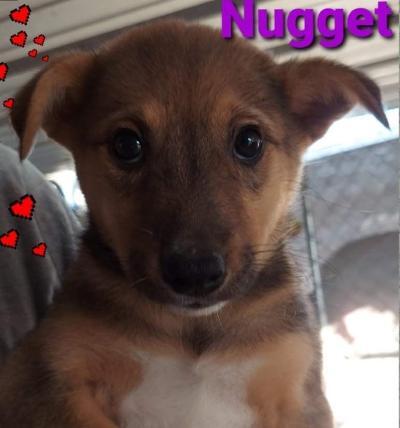Nugget, an adoptable German Shepherd Dog & Cattle Dog Mix in Mexia, TX_image-2