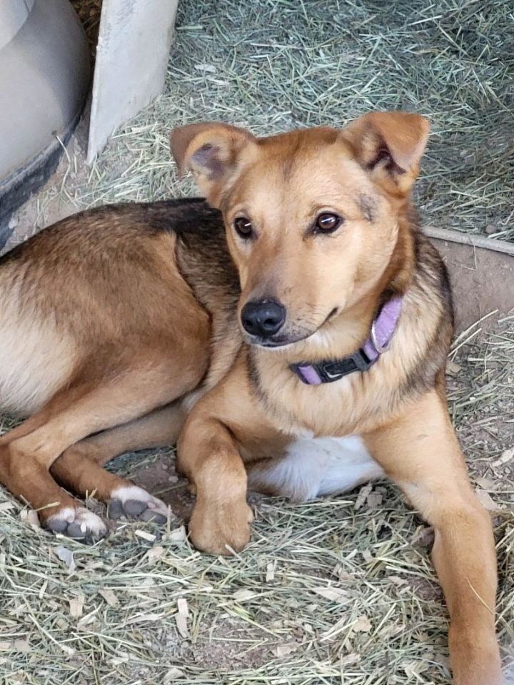 Nugget, an adoptable German Shepherd Dog & Cattle Dog Mix in Mexia, TX_image-1
