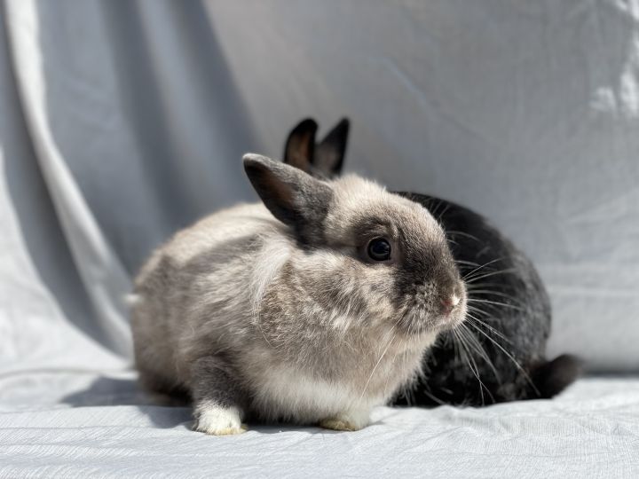 Morticia (& Gomez), an adoptable Lionhead in Holiday, FL_image-1