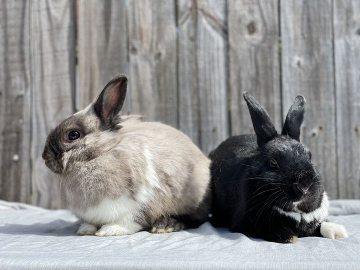 Morticia (& Gomez), an adoptable Lionhead in Holiday, FL_image-5