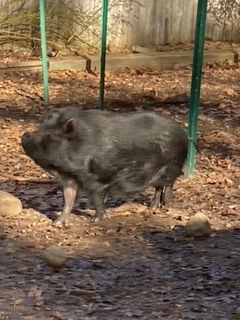 Darla *located in River Pines, CA  3