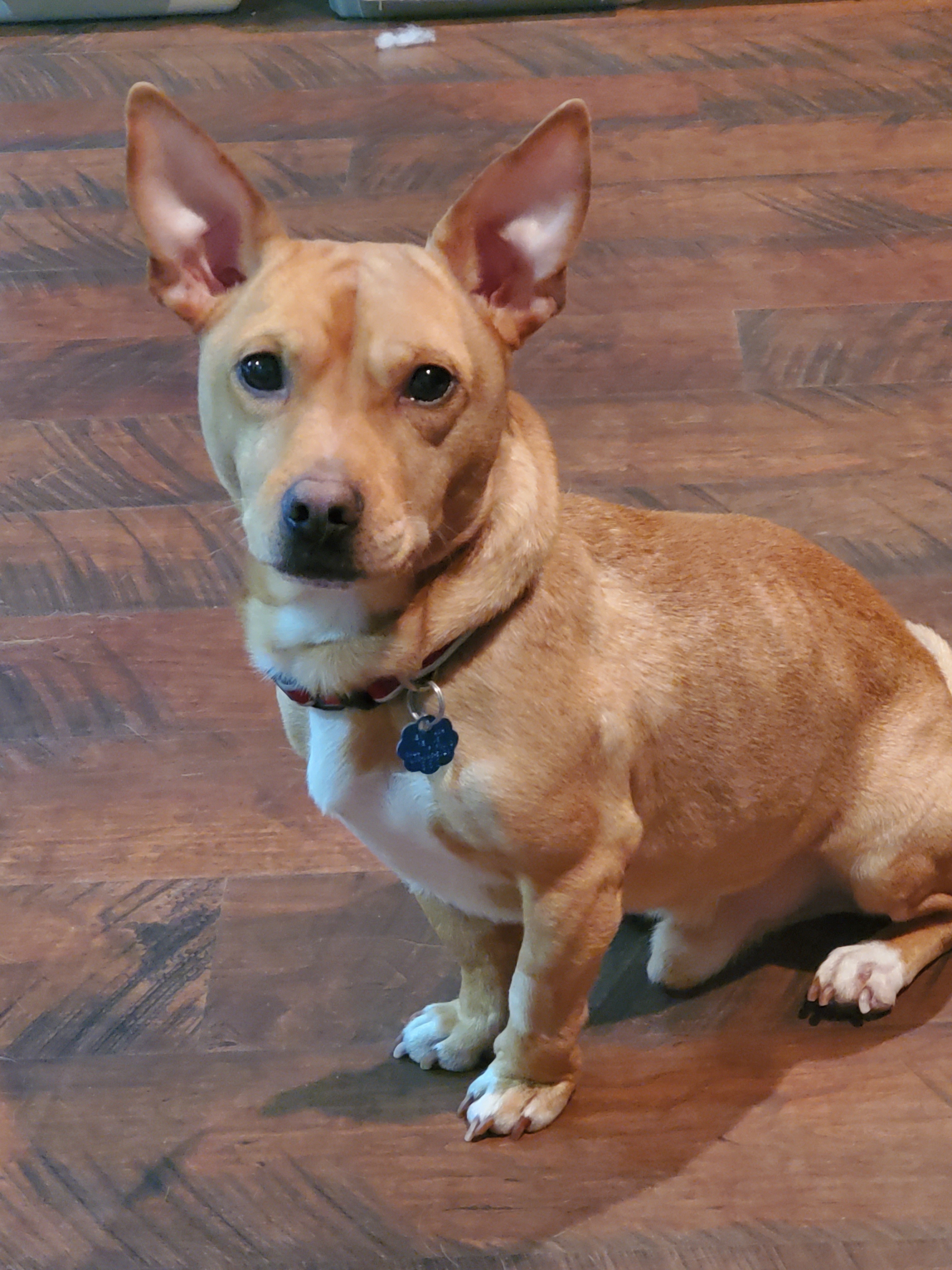Everest, an adoptable Terrier, Chihuahua in Cottage Grove, MN, 55016 | Photo Image 2