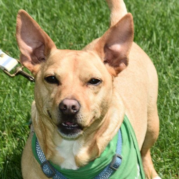 Everest, an adoptable Terrier, Chihuahua in Cottage Grove, MN, 55016 | Photo Image 3
