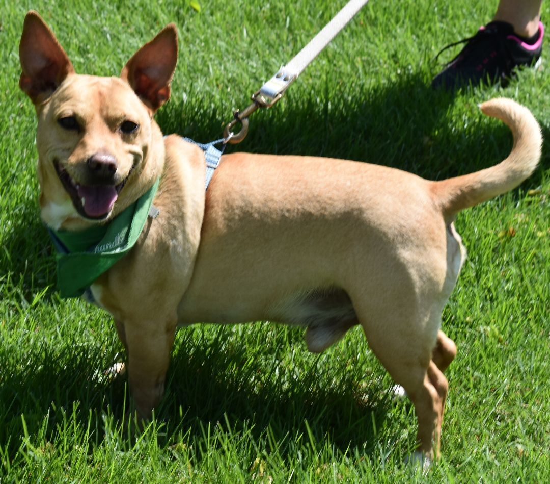Everest, an adoptable Terrier, Chihuahua in Cottage Grove, MN, 55016 | Photo Image 5