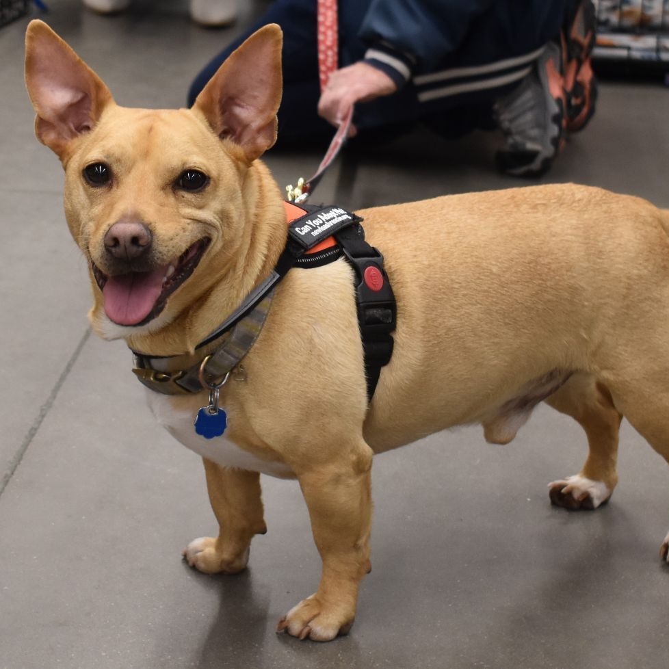 Everest, an adoptable Terrier, Chihuahua in Cottage Grove, MN, 55016 | Photo Image 6