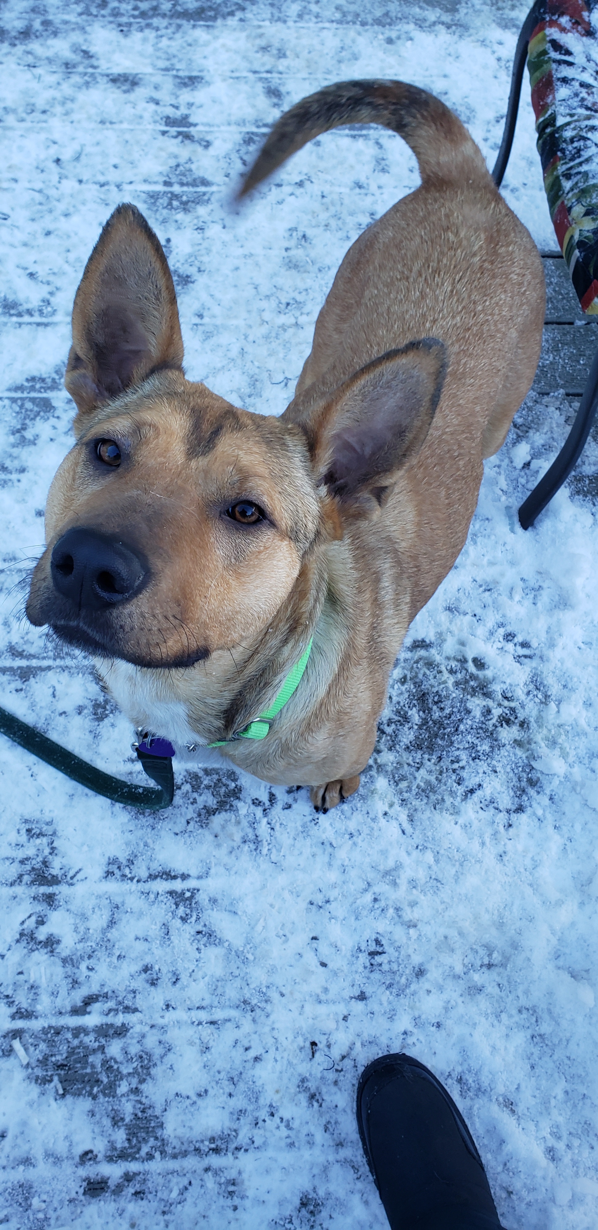 Shasta, an adoptable Shepherd, Pit Bull Terrier in Olympia, WA, 98513 | Photo Image 2