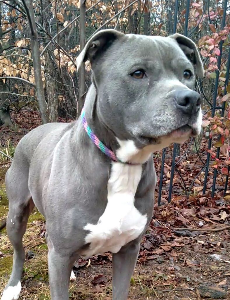 Gray store blue pitbull