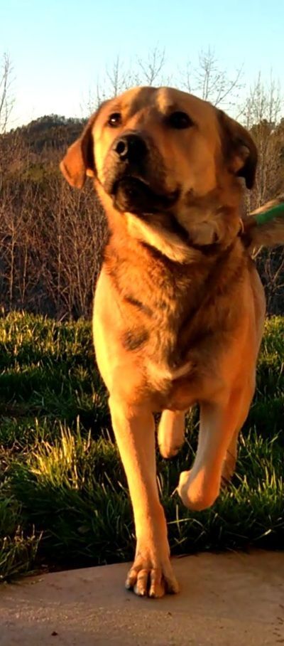 Shep, an adoptable Golden Retriever, German Shepherd Dog in Westminster, SC, 29693 | Photo Image 1