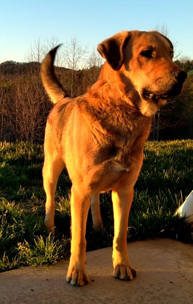 Shepherd best sale retriever mix