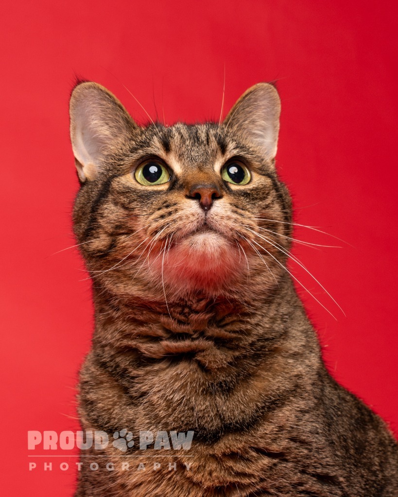 Poutine, an adoptable Domestic Short Hair in Fort Mill, SC, 29715 | Photo Image 1