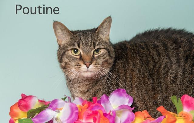 Poutine, an adoptable Domestic Short Hair in Fort Mill, SC, 29715 | Photo Image 2
