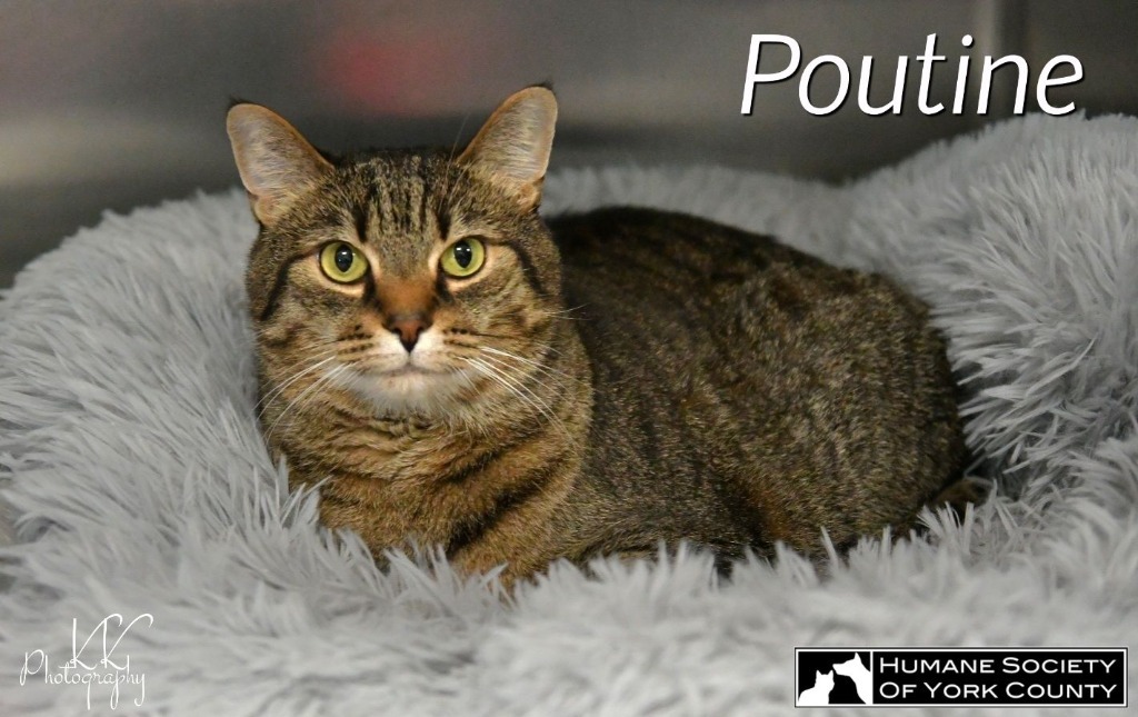 Poutine, an adoptable Domestic Short Hair in Fort Mill, SC, 29715 | Photo Image 3