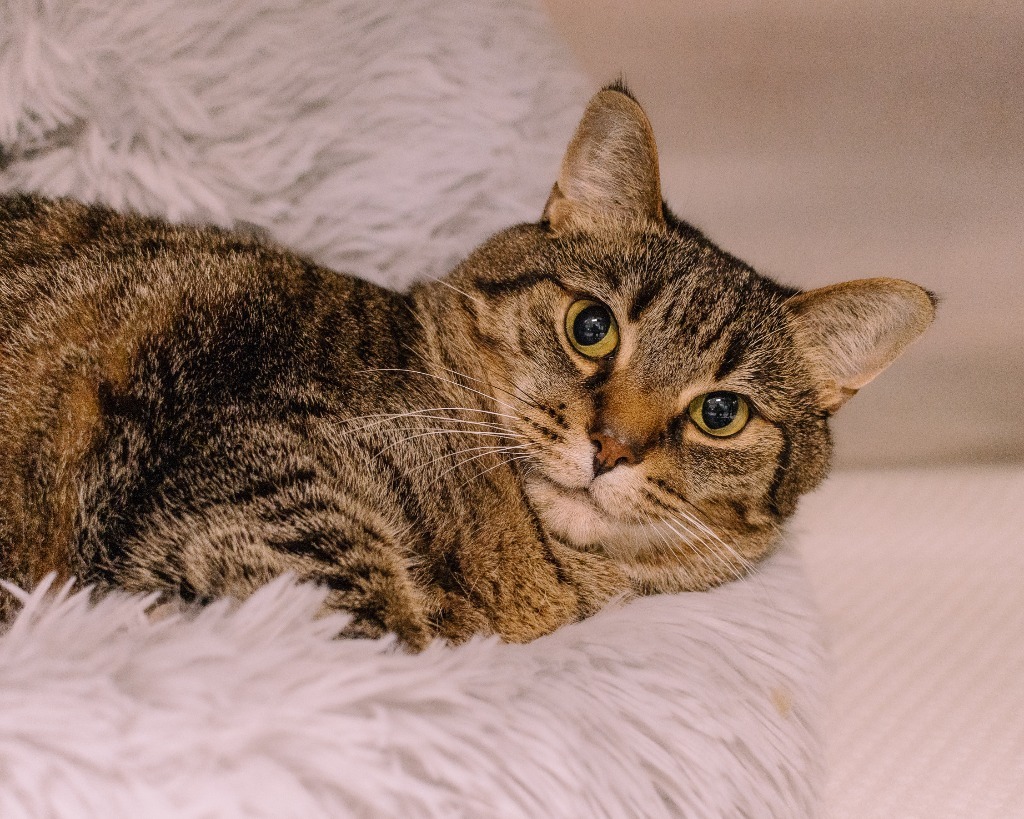 Poutine, an adoptable Domestic Short Hair in Fort Mill, SC, 29715 | Photo Image 4