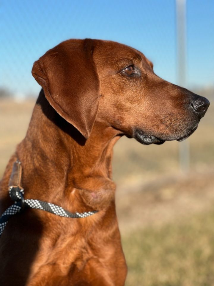 what is a red hound dog