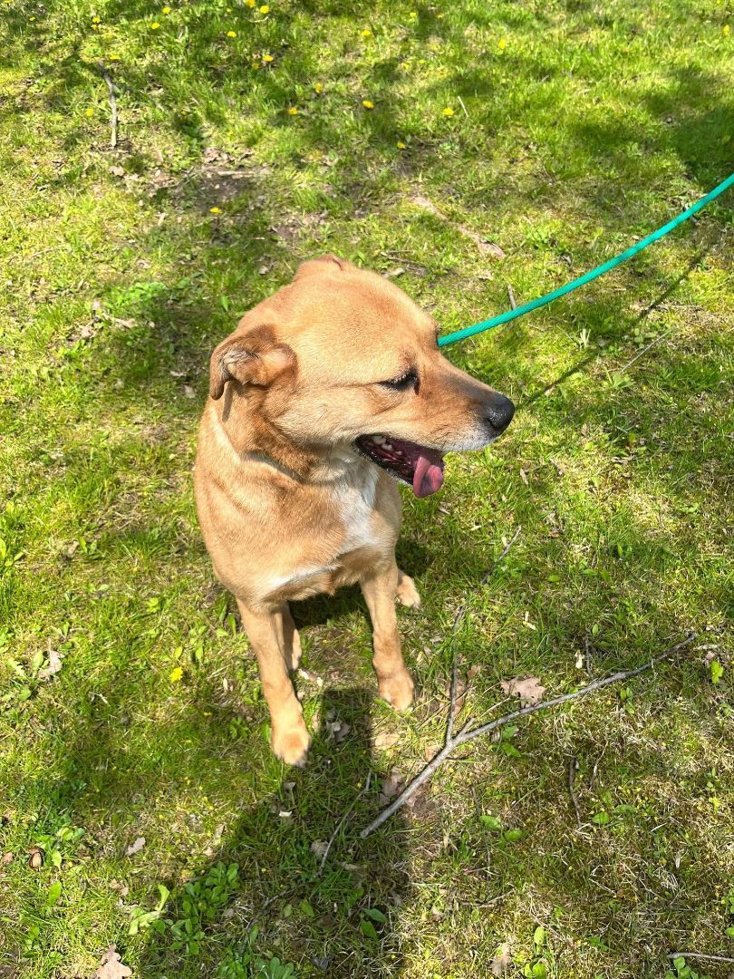 Susie (20220203-07), an adoptable Labrador Retriever in ST CATHARINES, ON, L2R 7K2 | Photo Image 2