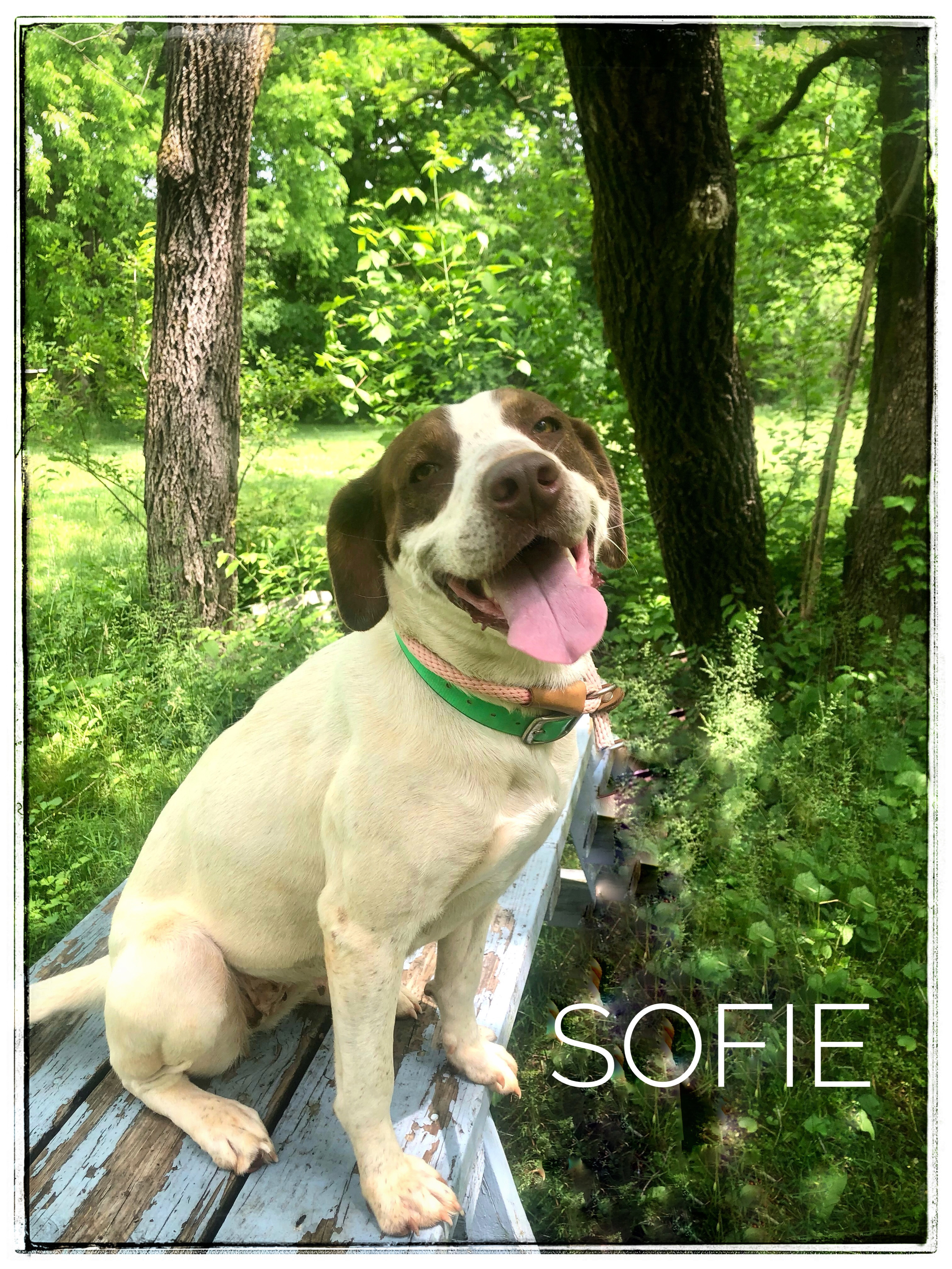 Sofie