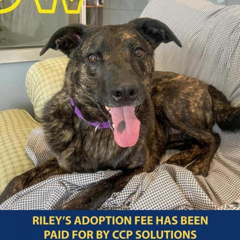 Riley, an adoptable Mixed Breed in Westhampton, NY, 11977 | Photo Image 1