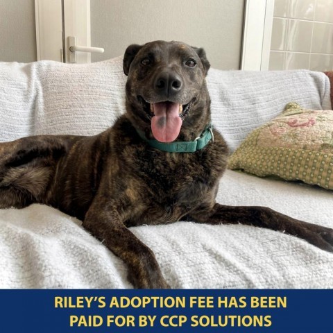 Riley, an adoptable Mixed Breed in Westhampton, NY, 11977 | Photo Image 1