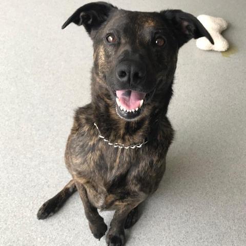 Riley, an adoptable Mixed Breed in Westhampton, NY, 11977 | Photo Image 2