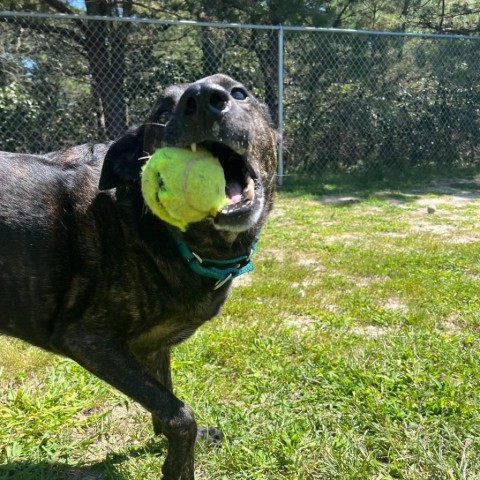 Riley, an adoptable Mixed Breed in Westhampton, NY, 11977 | Photo Image 3