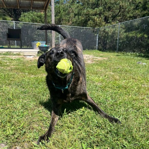 Riley, an adoptable Mixed Breed in Westhampton, NY, 11977 | Photo Image 4