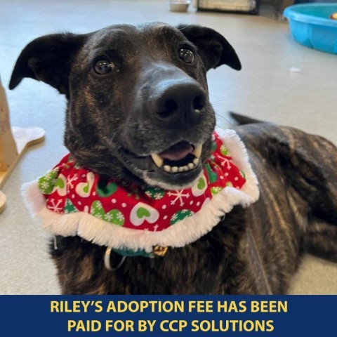 Riley, an adoptable Mixed Breed in Westhampton, NY, 11977 | Photo Image 5