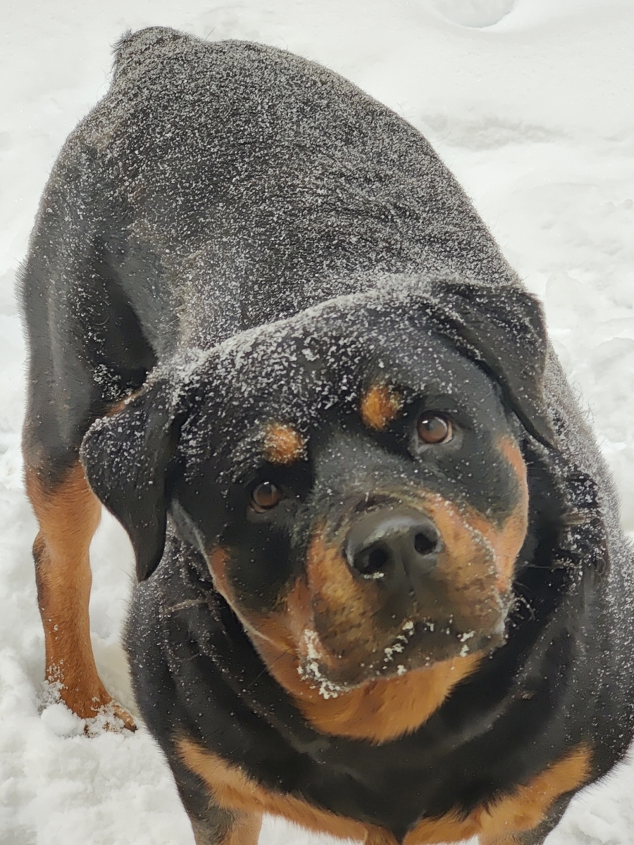 Zailey, an adoptable Rottweiler in Lincoln, NE, 68506 | Photo Image 1