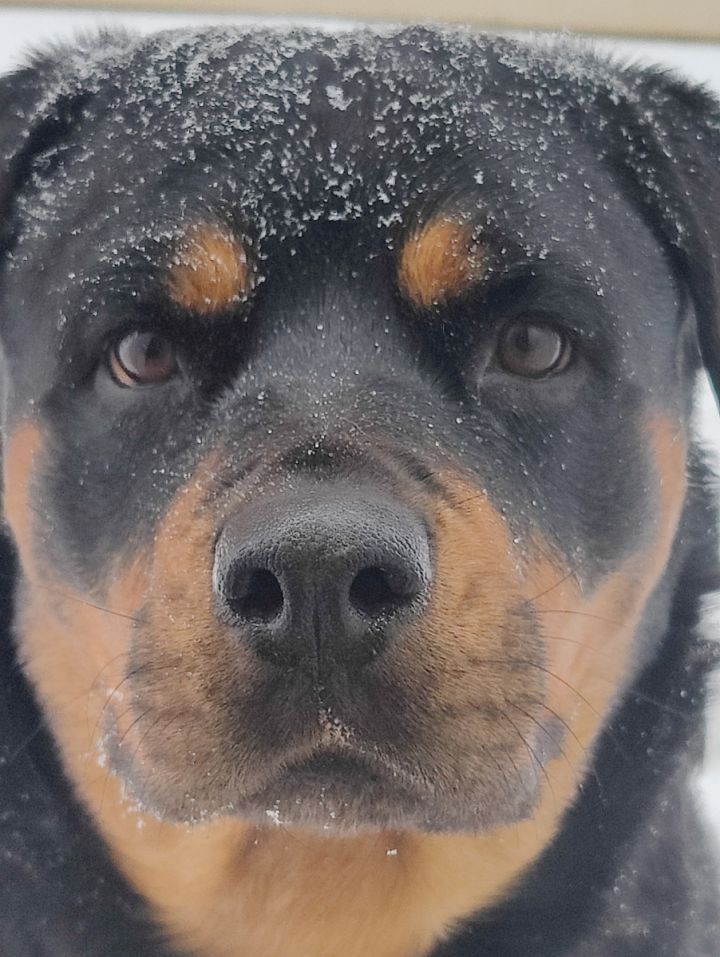 Zailey, an adoptable Rottweiler in Lincoln, NE_image-2