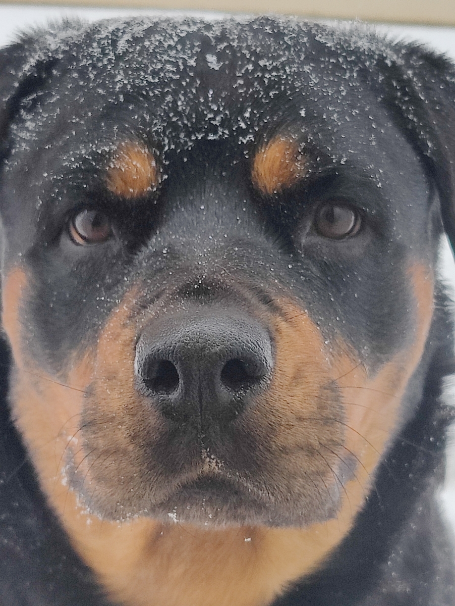 Zailey, an adoptable Rottweiler in Lincoln, NE, 68506 | Photo Image 2