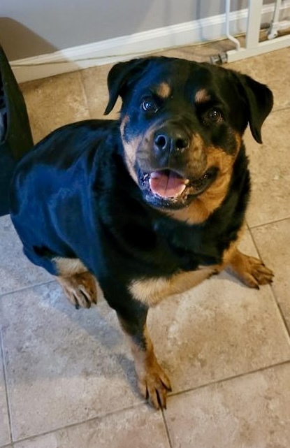 Zailey, an adoptable Rottweiler in Lincoln, NE, 68506 | Photo Image 3